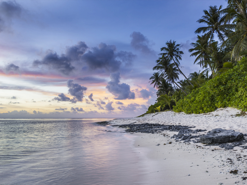 Palm Lined Beach Palm Lined Beach